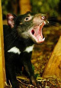 Click for Information on the Tasmanian Devil