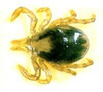 Click for Information on the Australian Paralysis Tick