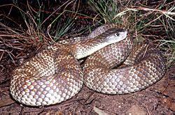 Click for Information on the Tiger Snake