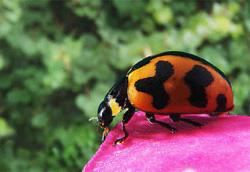 Click for Information on the Transverse Ladybird