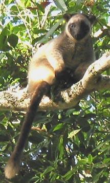 Click for Information on Lumholtz's Tree Kangaroo