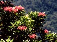 Tree Waratah
