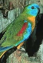 Click for Information on the Turquoise Parrot