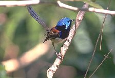 Click for Information on the Variegated Fairy Wren