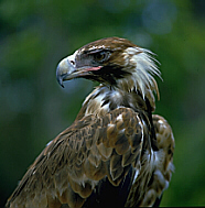 Click for Information on the Wedge-tailed Eagle