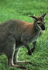 Click for Information on the Wallaby