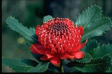 Click for Information on the Waratah (Telopea speciosissima)