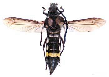 Click for Information on the Wasp-like Longicorn