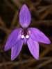 Click for Information on the Waxlip Orchid [Glossodia minor]
