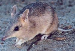 Western Barred Bandicoot