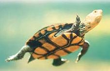 Western Swamp Tortoise