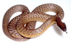 Click for Information on the Western Taipan