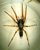 Click for Information on the White Tailed Spider