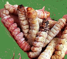 Click for Information on the Witchetty Grub