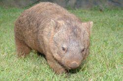 Click for Information on the Wombat