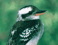 Click for Information on the Kookaburra