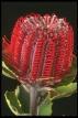 Banksia