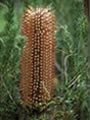 Banksia Ericofolia