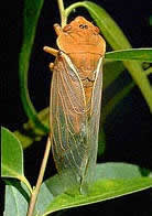 Yellow Monday Cicada