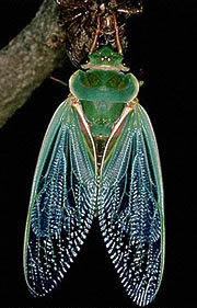Click for Information on the Green Grocer Cicada