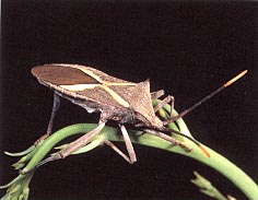 Click for Information on the Crusader Bug