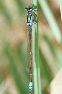 Click for Information on the Damselfly