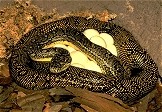 Diamond Python