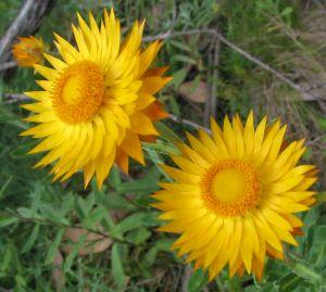 Click for Information on Australian Daisies
