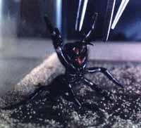 Click for Information on the Funnel Web Spider