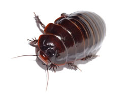 Click for Information on the Giant Burrowing Cockroach