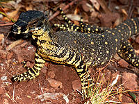 Click for Information on the Goanna