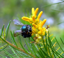 Click for Information on the Green Carpenter Bee
