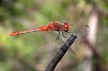 Click for Information on the Red Dragonfly