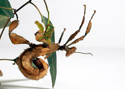 Click for Information on the Spiny Leaf Insect