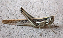 Click for Information on the Spur Throated Locust