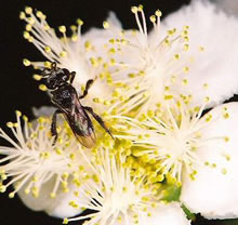 Click for Information on the Sugarbag or Stingless Bee