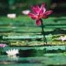 Waterlily