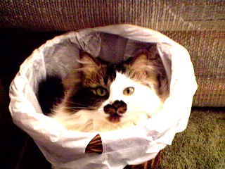 Every Monday when the wastebasket near the webcam is emptied, Maggie hops in for a little snooze.