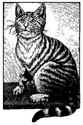 This kitty looks like an ordinary cat, too.