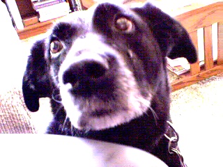 Of course I am guilty.  ALL dogs are guilty.