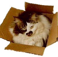 Maggie is a container cat. She hops into every open box or avaiable bag.