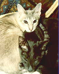 Phred and Mel sleeping in a heap.