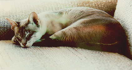 Melody sleeping in a rainbow.