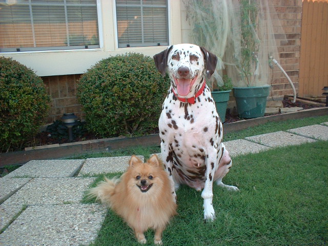  Buddy and Bubbah bear