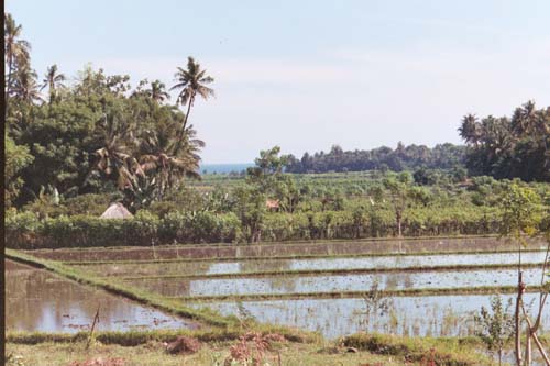 41_Rice_PaddyBALI