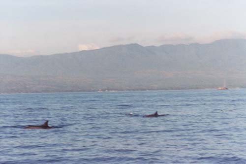 44_DolphinsNorthernBALI
