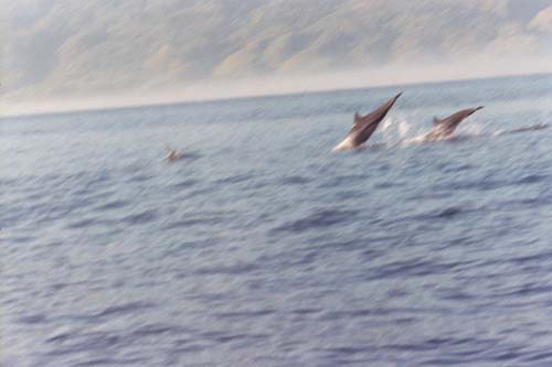 45_BALI_DolphinsLovina