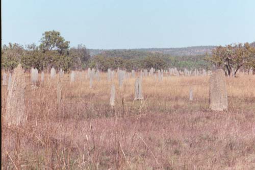 55_More_termite_mounds