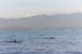 44_DolphinsNorthernBALI