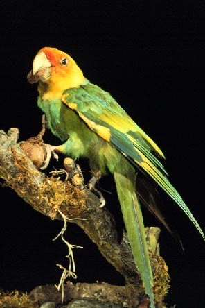 The Carolina Parakeet close-up